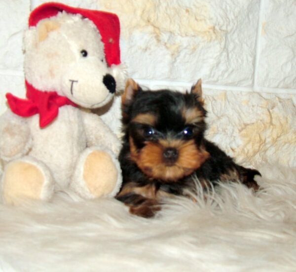 Josie Yorkshire Terrier Josie Yorkshire Terrier