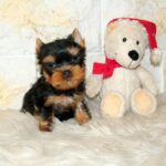 Josie-female-yorkshire-terrier-puppy-for-sale- (2)