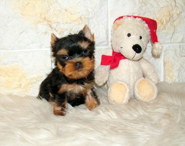 Josie Yorkshire Terrier Josie Yorkshire Terrier