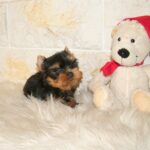 Josie-female-yorkshire-terrier-puppy-for-sale- (3)