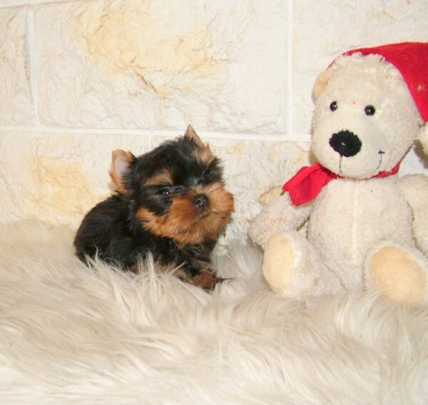 Josie Yorkshire Terrier Josie Yorkshire Terrier