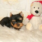 Josie-female-yorkshire-terrier-puppy-for-sale- (4)