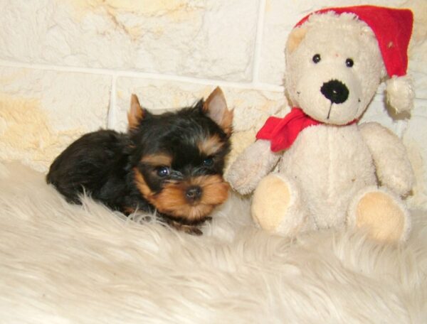 Josie Yorkshire Terrier Josie Yorkshire Terrier