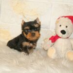 Josie-female-yorkshire-terrier-puppy-for-sale- (5)