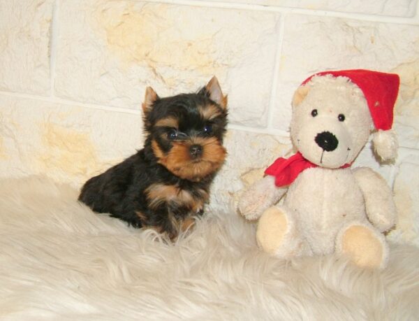 Josie Yorkshire Terrier Josie Yorkshire Terrier