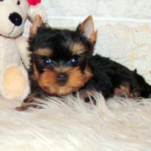 Josie Yorkshire Terrier Josie Yorkshire Terrier