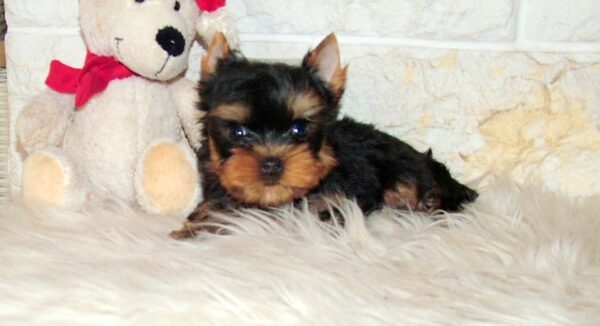 Josie Yorkshire Terrier Josie Yorkshire Terrier