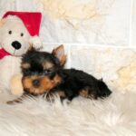 Josie-female-yorkshire-terrier-puppy-for-sale- (7)