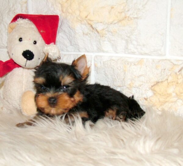 Josie Yorkshire Terrier Josie Yorkshire Terrier