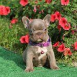 Julius-male-French-bulldog-puppy-for-sale-1