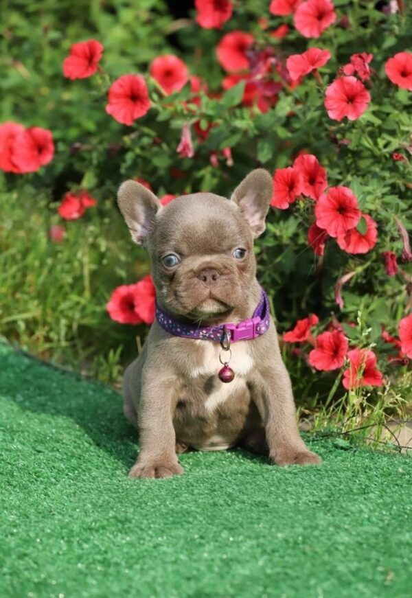 Julius French Bulldog Julius French Bulldog
