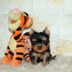Juna-female-yorskshire-terrier-puppy-for-sale- (1)