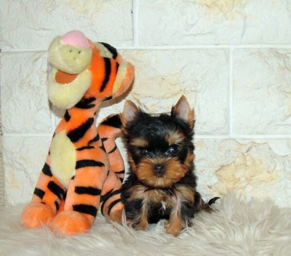 Juna Yorkshire Terrier Juna Yorkshire Terrier