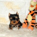 Juna-female-yorskshire-terrier-puppy-for-sale- (2)