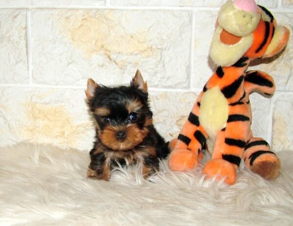 Juna Yorkshire Terrier Juna Yorkshire Terrier