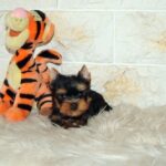 Juna-female-yorskshire-terrier-puppy-for-sale- (3)