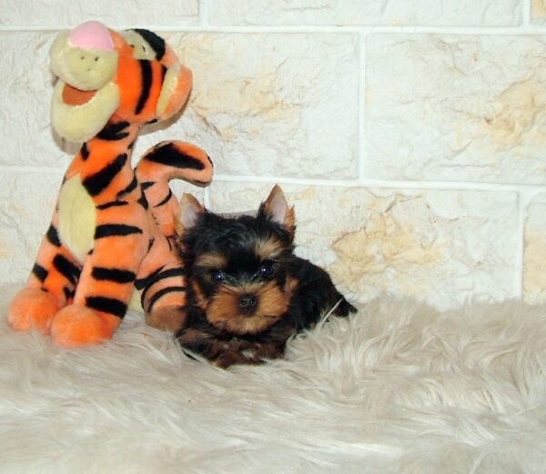 Juna Yorkshire Terrier Juna Yorkshire Terrier