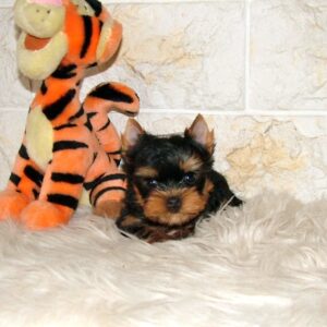 Juna Yorkshire Terrier Juna Yorkshire Terrier