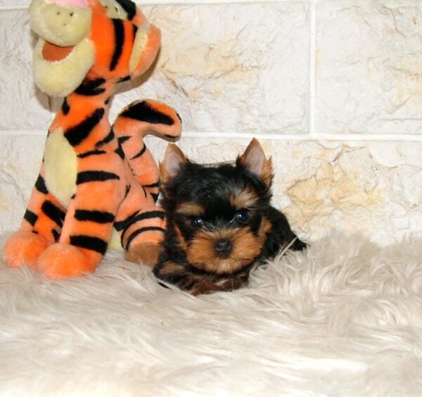 Juna Yorkshire Terrier Juna Yorkshire Terrier