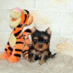 Juna-female-yorskshire-terrier-puppy-for-sale- (5)