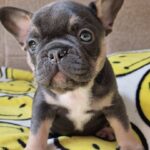 Kalista-female-French-bulldog-puppy-for-sale-1
