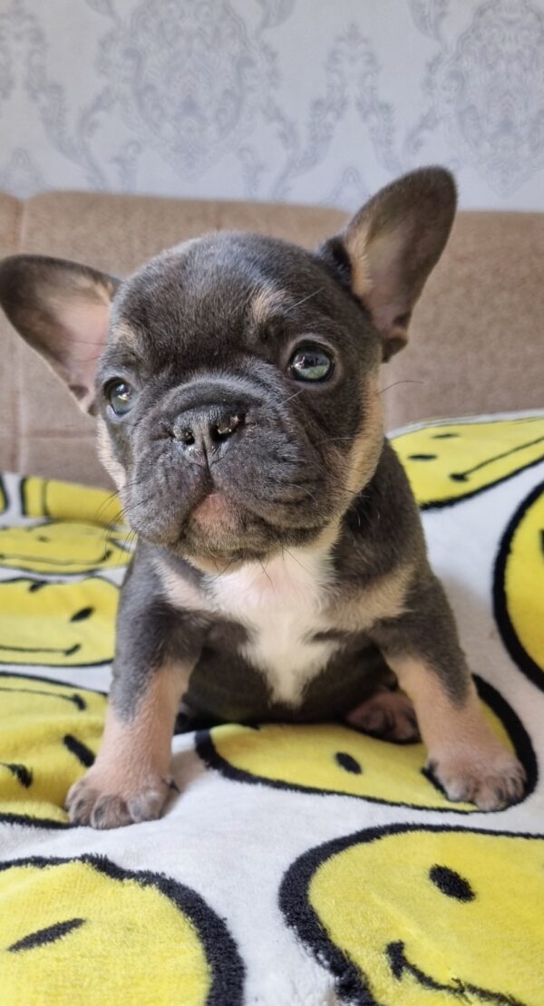 Kalista French Bulldog Kalista French Bulldog