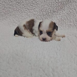 Katie Havanese Katie Havanese