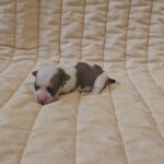 Katie-female-havanese-puppy-for-sale- (1)
