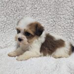 Katie-female-havanese-puppy-for-sale- (1)