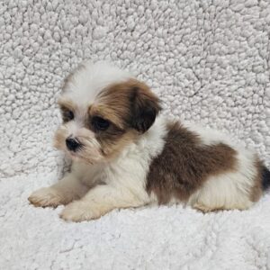 Katie Havanese Katie Havanese
