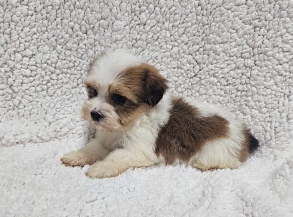 Katie Havanese Katie Havanese