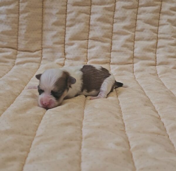 Katie Havanese Katie Havanese