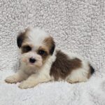 Katie-female-havanese-puppy-for-sale- (2)