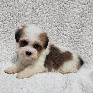 Katie Havanese Katie Havanese