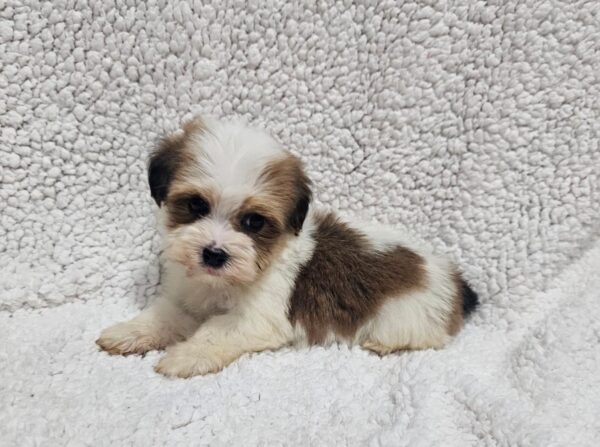 Katie Havanese Katie Havanese