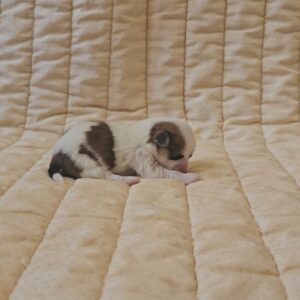 Katie Havanese Katie Havanese
