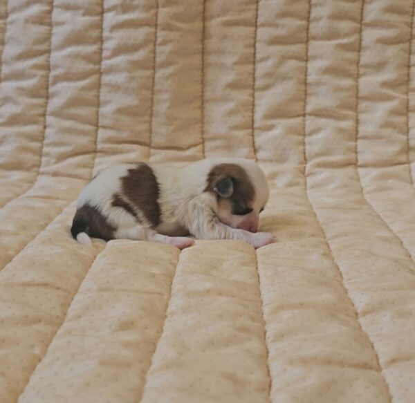 Katie Havanese Katie Havanese