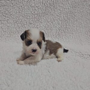 Katie Havanese Katie Havanese