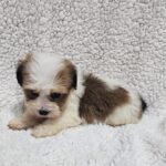 Katie-female-havanese-puppy-for-sale- (3)