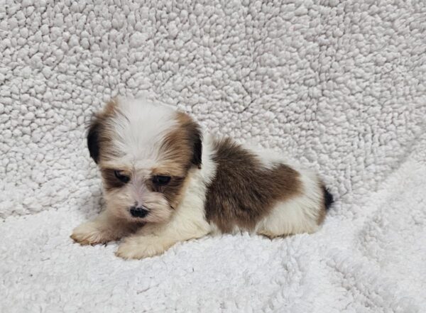 Katie Havanese Katie Havanese
