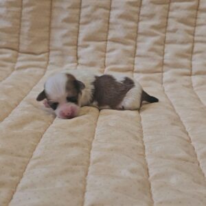 Katie Havanese Katie Havanese