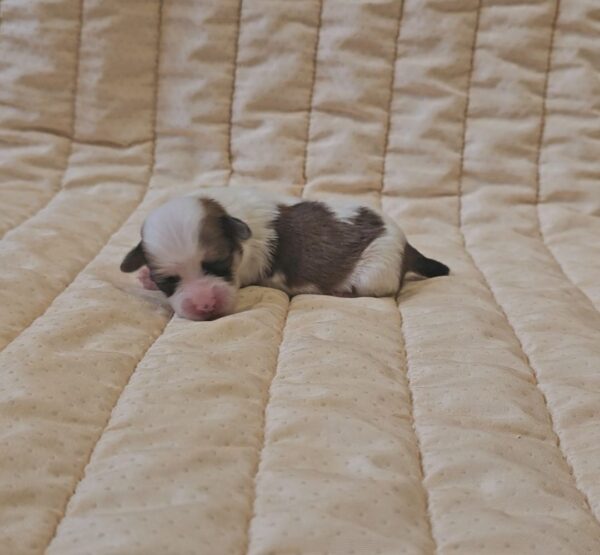 Katie Havanese Katie Havanese