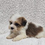 Katie-female-havanese-puppy-for-sale- (4)