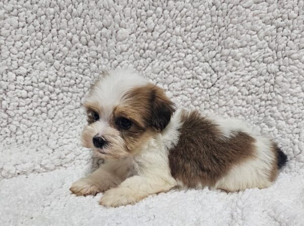 Katie Havanese Katie Havanese