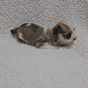 Kelly Havanese Kelly Havanese