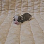 Kelly-female-havanese-puppy-for-sale- (1)