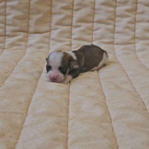 Kelly Havanese Kelly Havanese
