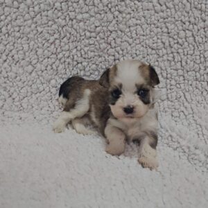 Kelly Havanese Kelly Havanese