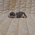 Kelly-female-havanese-puppy-for-sale- (3)