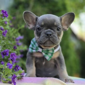 Kenaf French Bulldog Kenaf French Bulldog